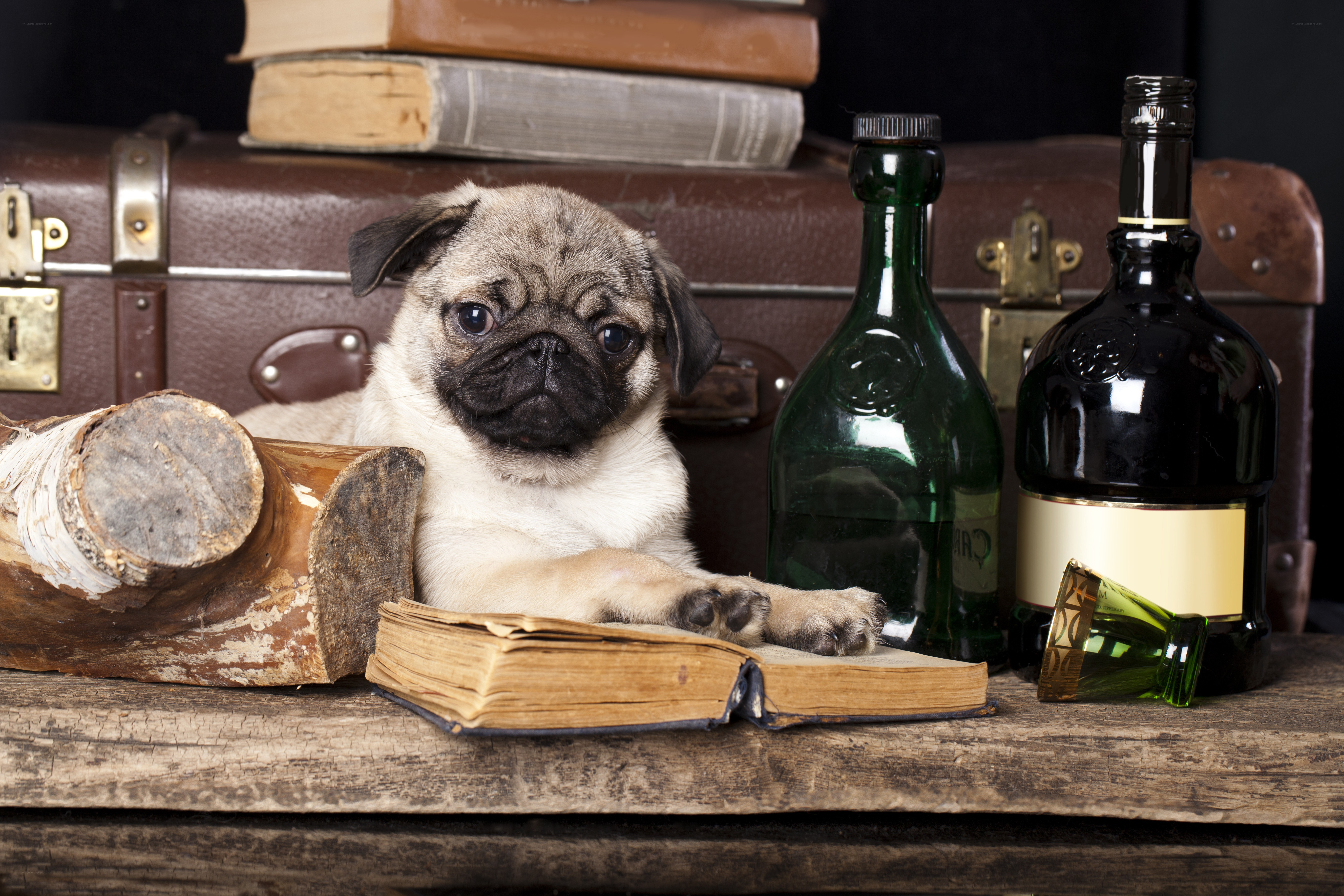 pug puppy with books and bottles