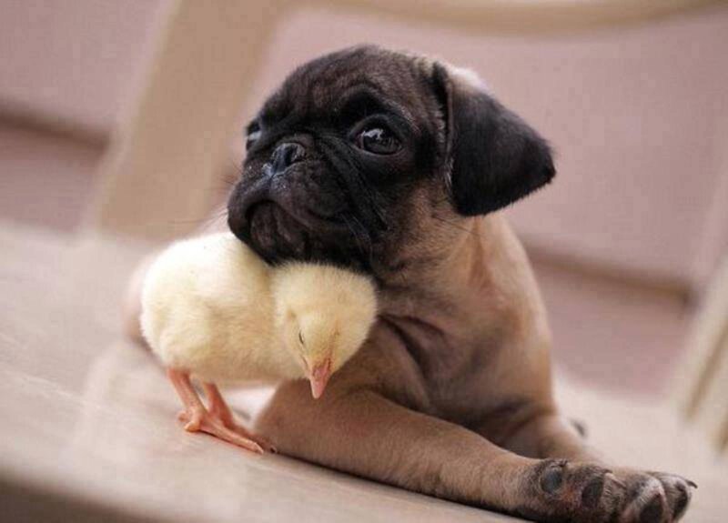 Pug Puppy with Chick