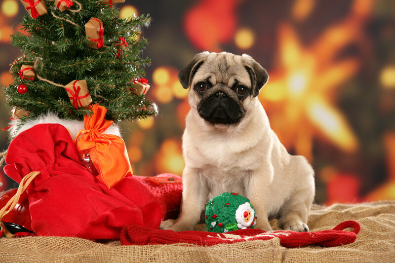 Pug Puppy with Christmas Tree — Red