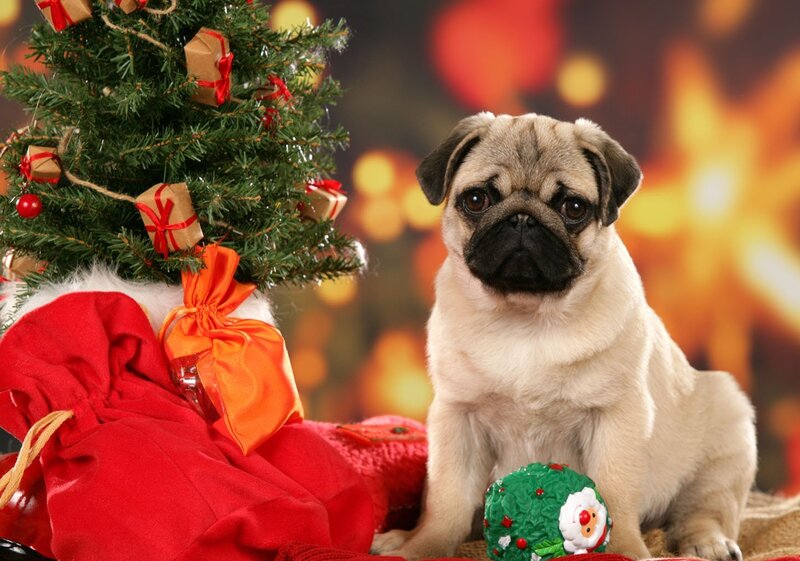 Pug puppy with Christmas tree