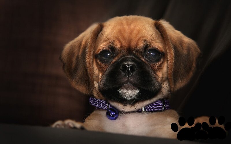 Pug Puppy with Collar — Brown