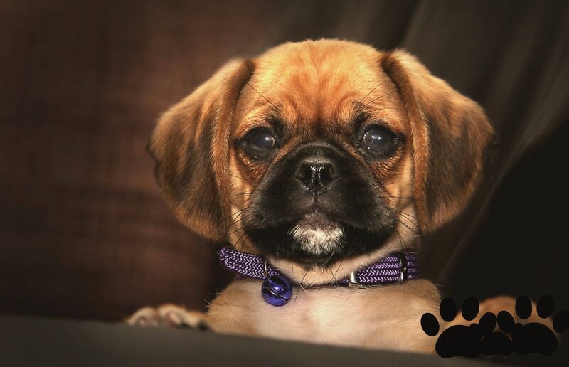 Pug Puppy with Collar