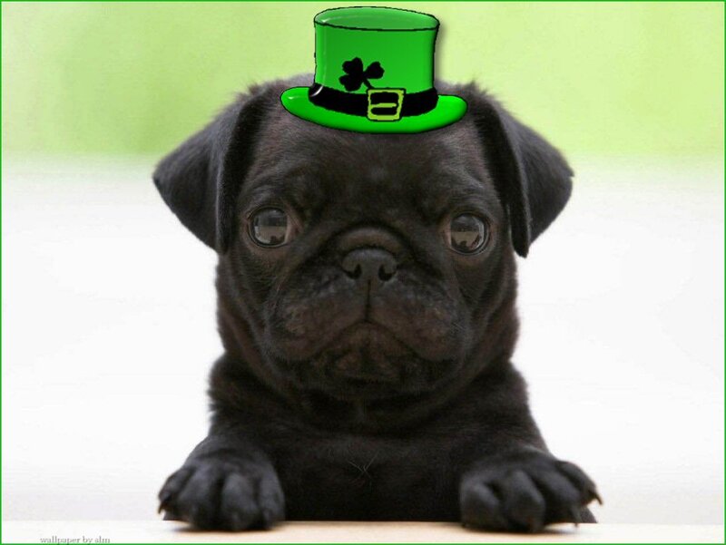 pug puppy with leprechaun hat