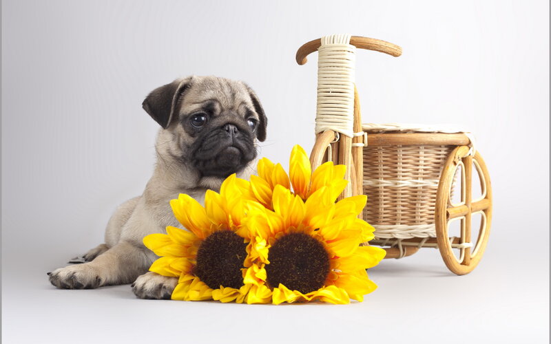 Pug Puppy with Sunflowers — Yellow