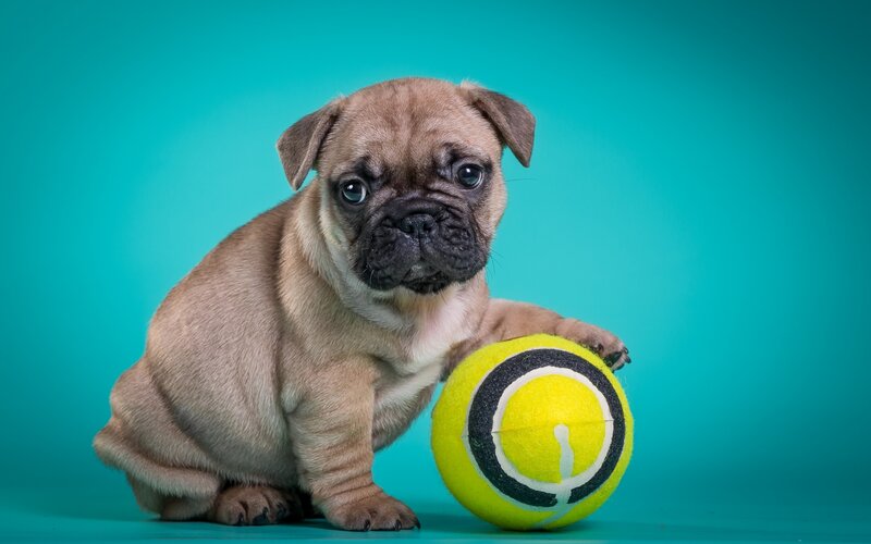 Pug Puppy with Tennis Ball
