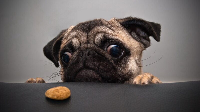 pug puppy with treat