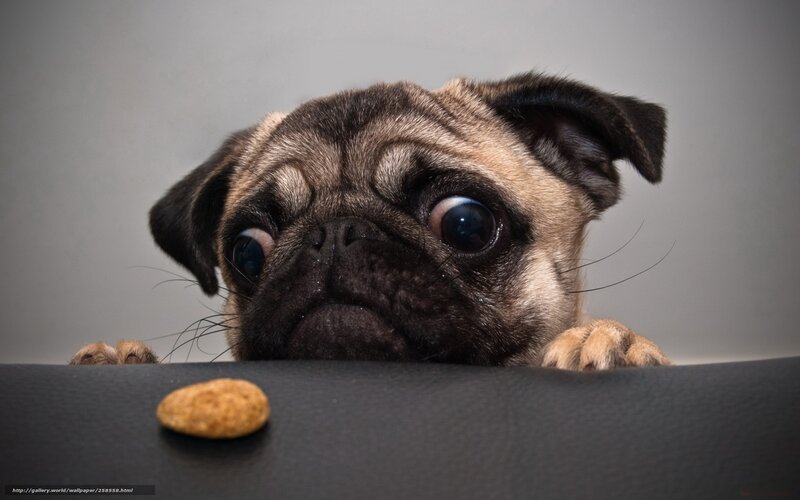 Pug Puppy with Treat — Gray