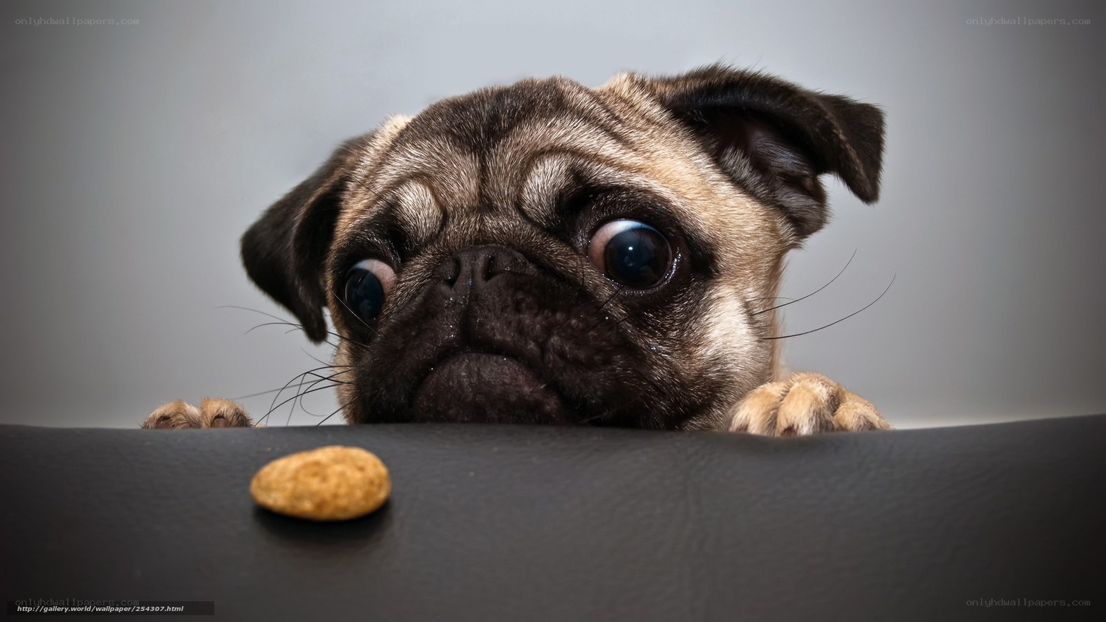Pug puppy with treat