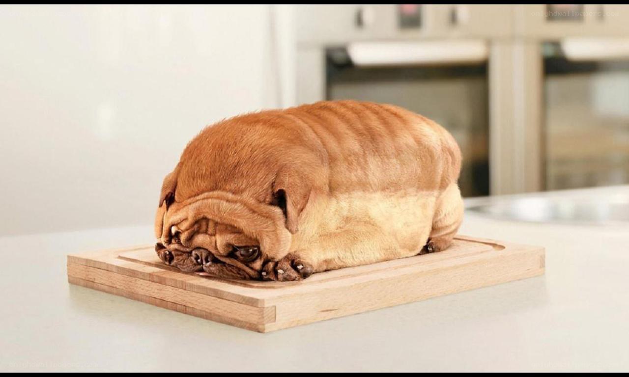 pug-shaped bread loaf