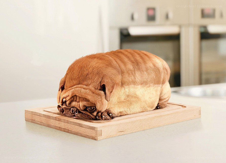 pug-shaped bread loaf