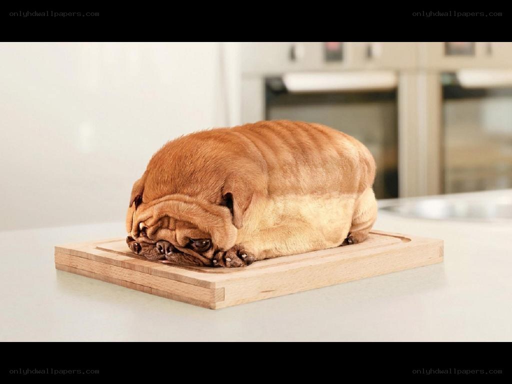 pug-shaped loaf of bread
