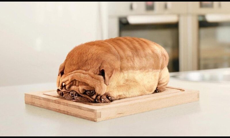 Pug-shaped Loaf of Bread — Brown, Calm
