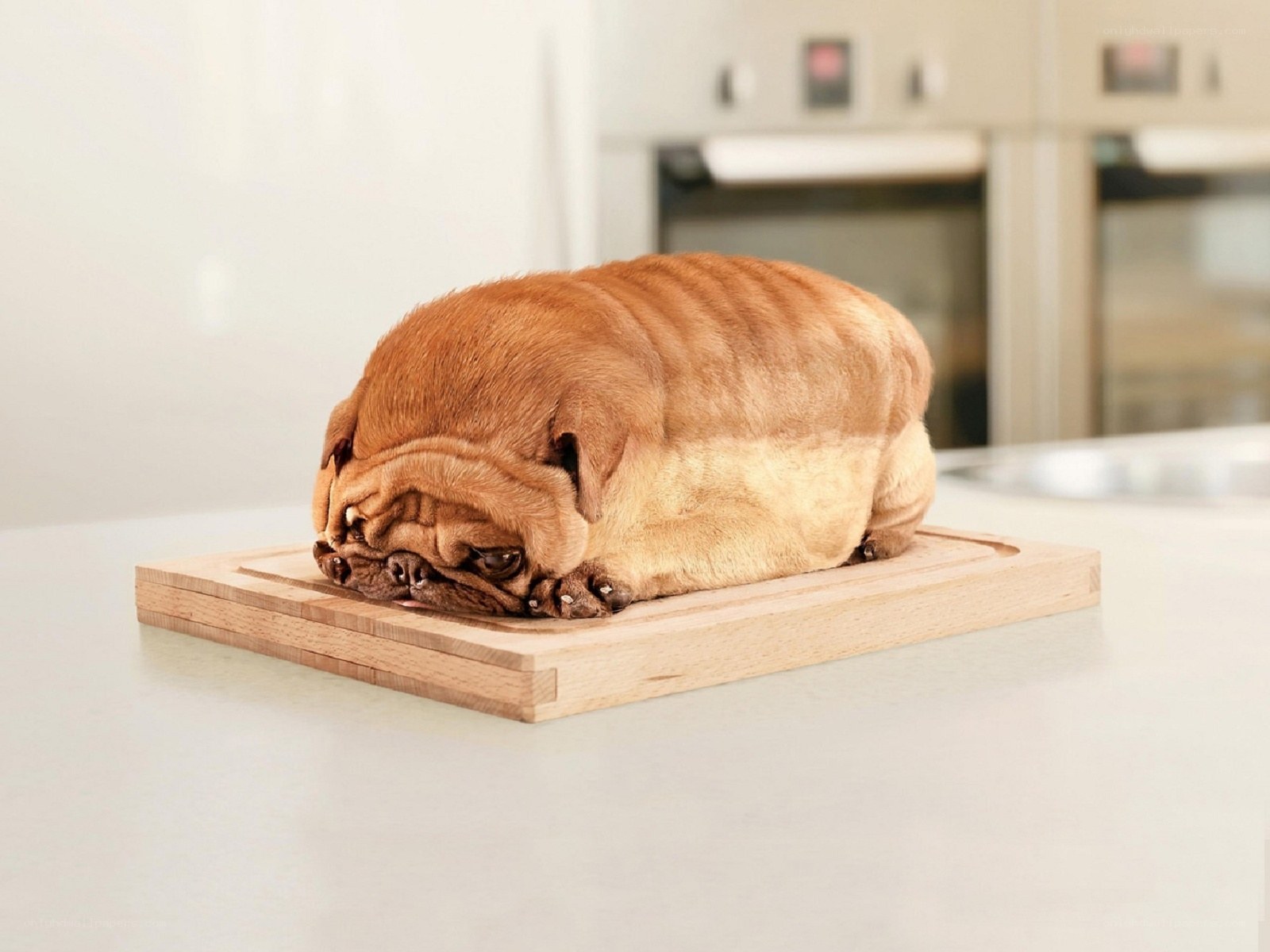 pug-shaped loaf of bread