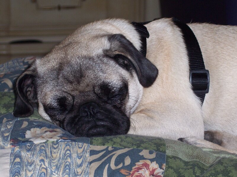 Pug sleeping on a quilt
