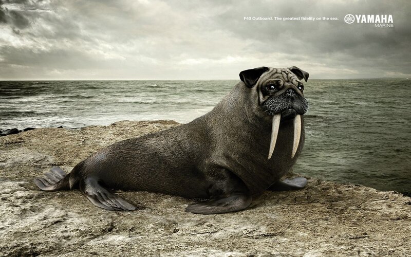 Pug-walrus Hybrid