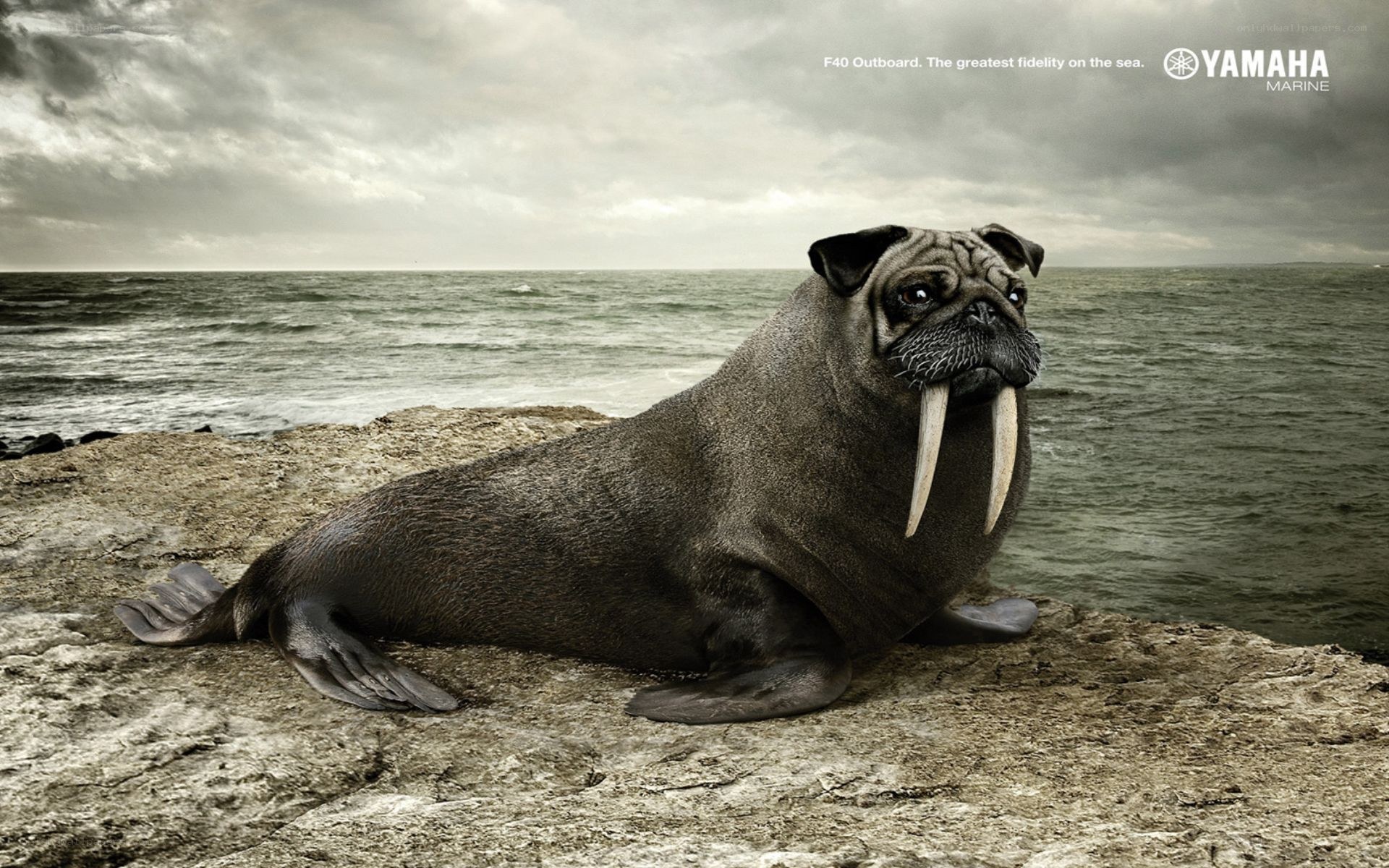 pug walrus on a rock
