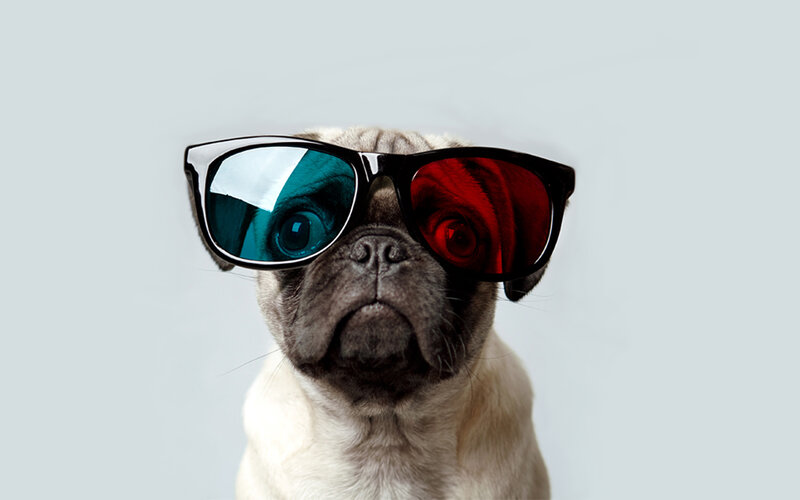 pug wearing 3d glasses