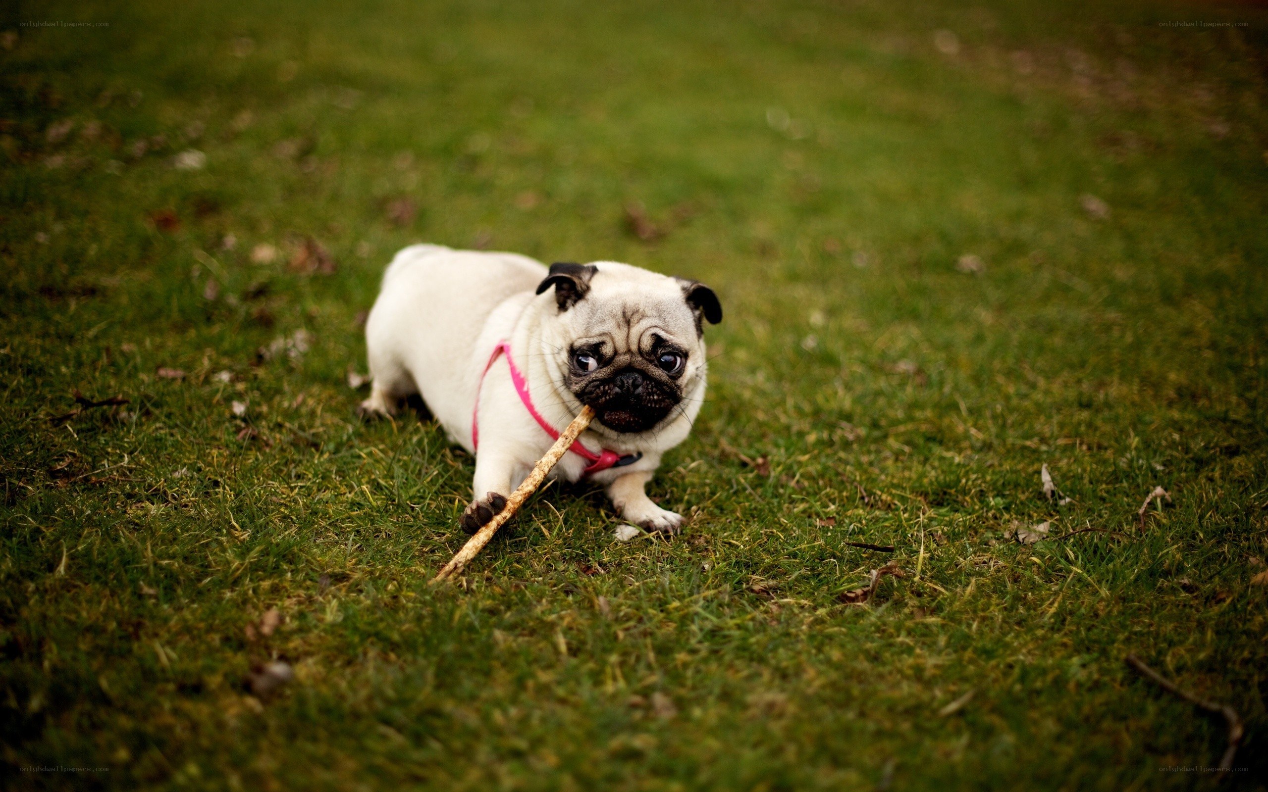 Pug with a stick on grass