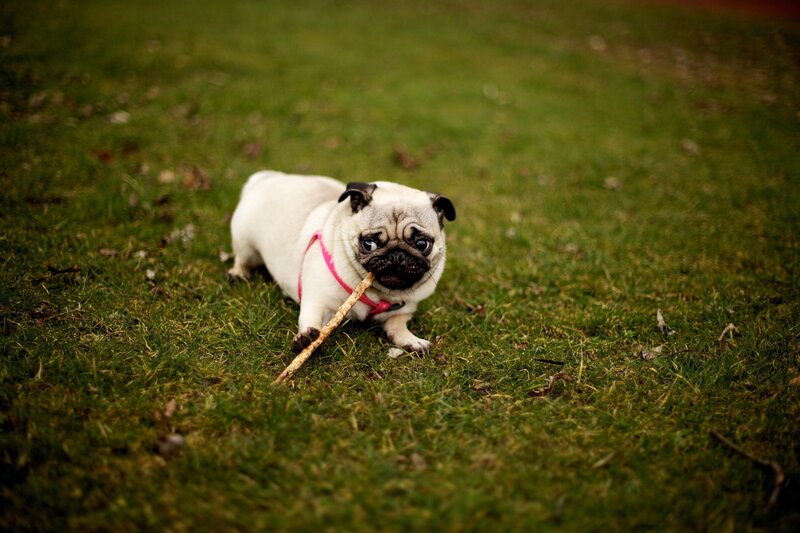 Pug with a stick