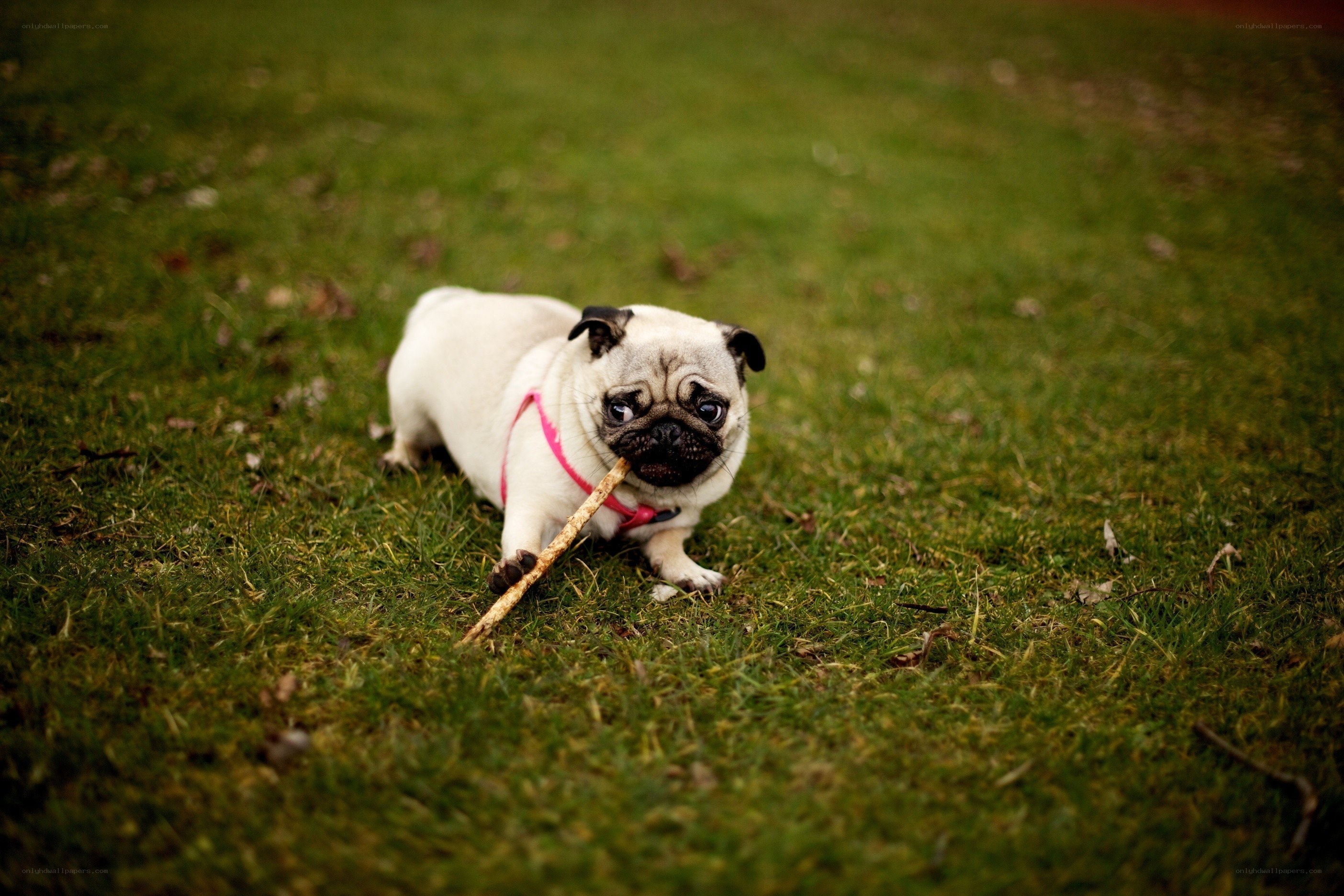 Pug with a stick