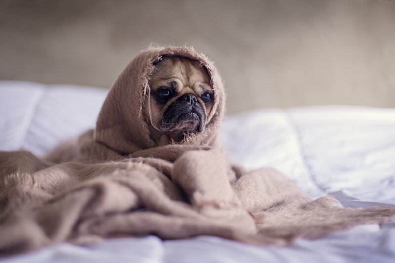 pug wrapped in a blanket