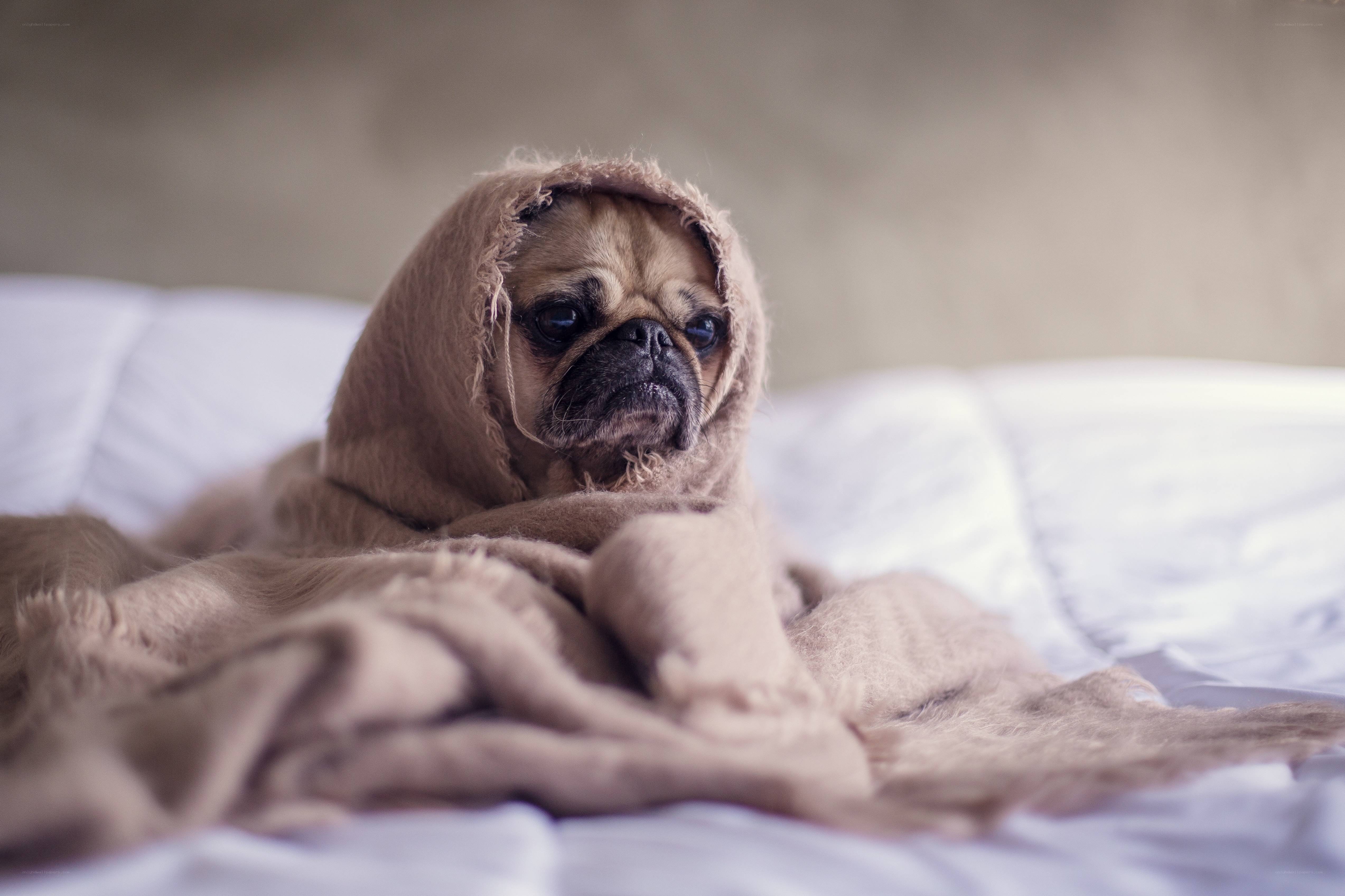 pug wrapped in a blanket
