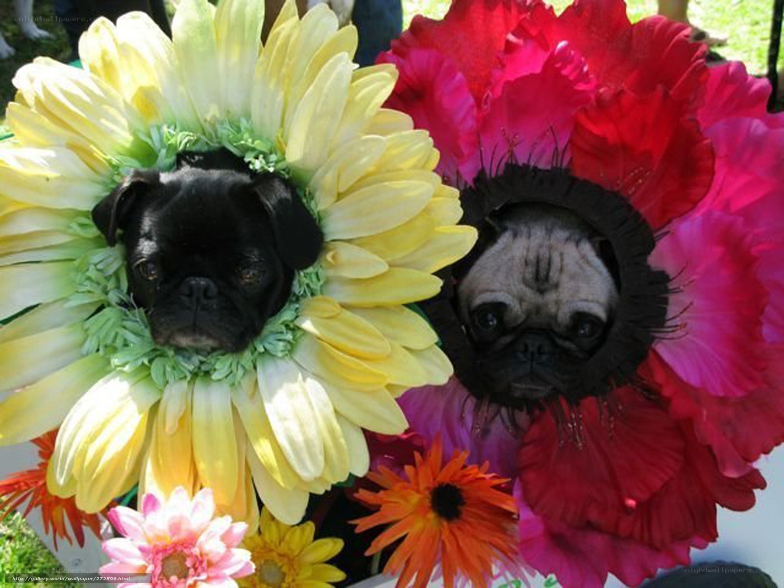 Pugs in flower costumes