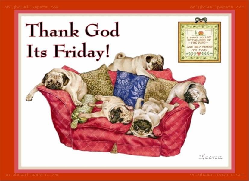 Pugs on a couch Friday