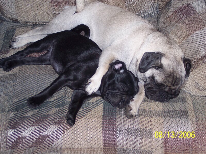 Pugs sleeping together