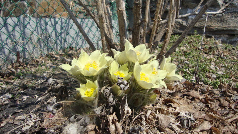 Pulsatilla Flowers in Bloom