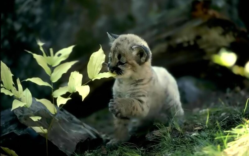Puma Cub Eating Leaf