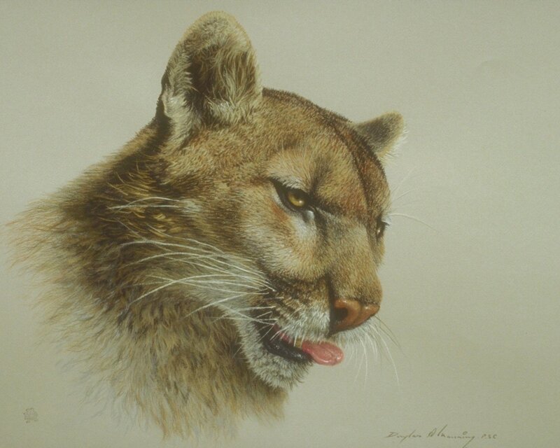 puma head portrait