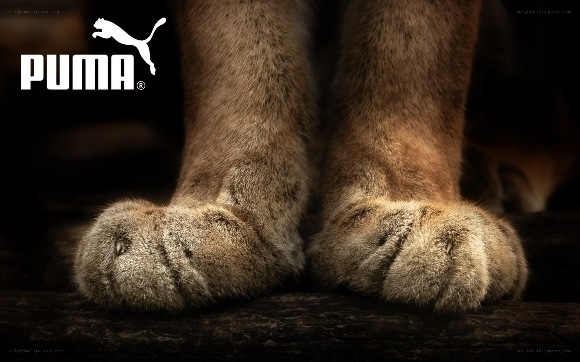 Puma logo with animal paws