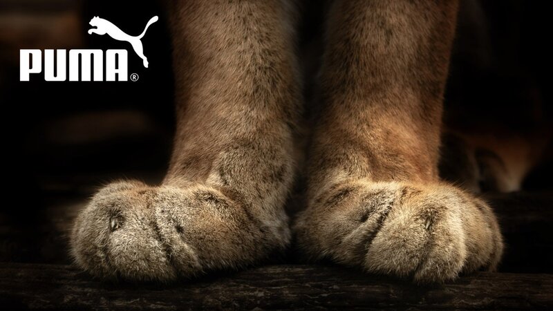 Puma Paws