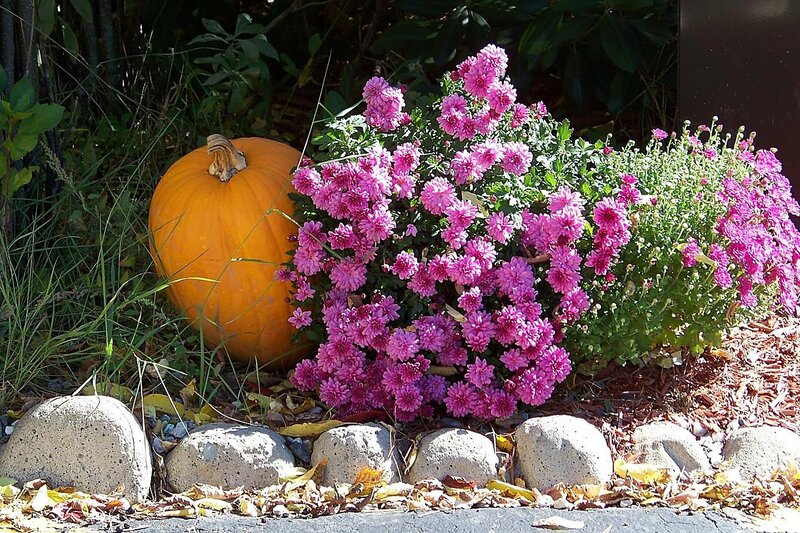 Pumpkin and Chrysanthemums