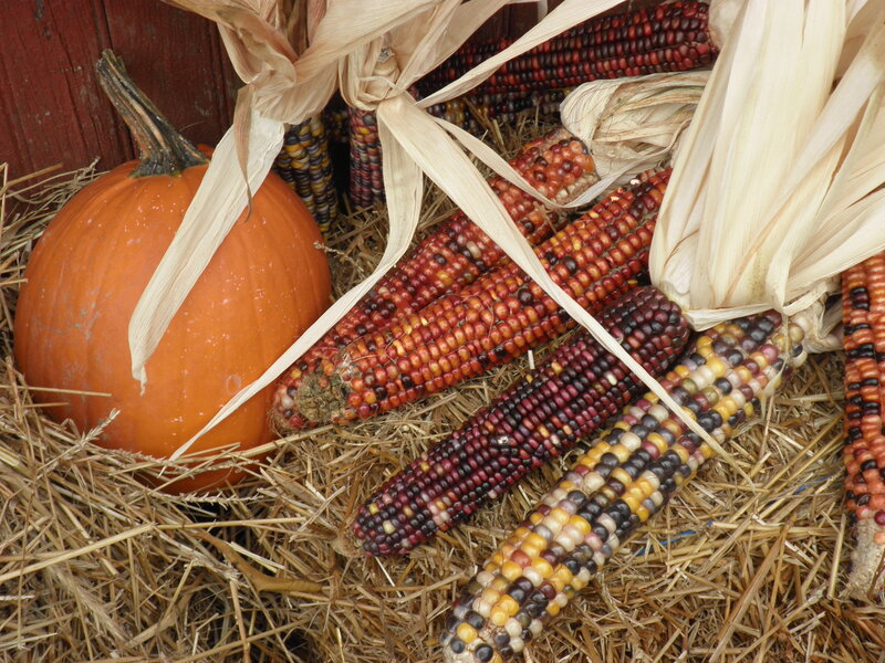 Pumpkin and Corn Cobs