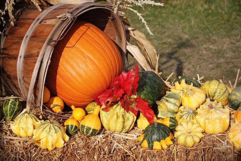 Pumpkin and Gourds Display