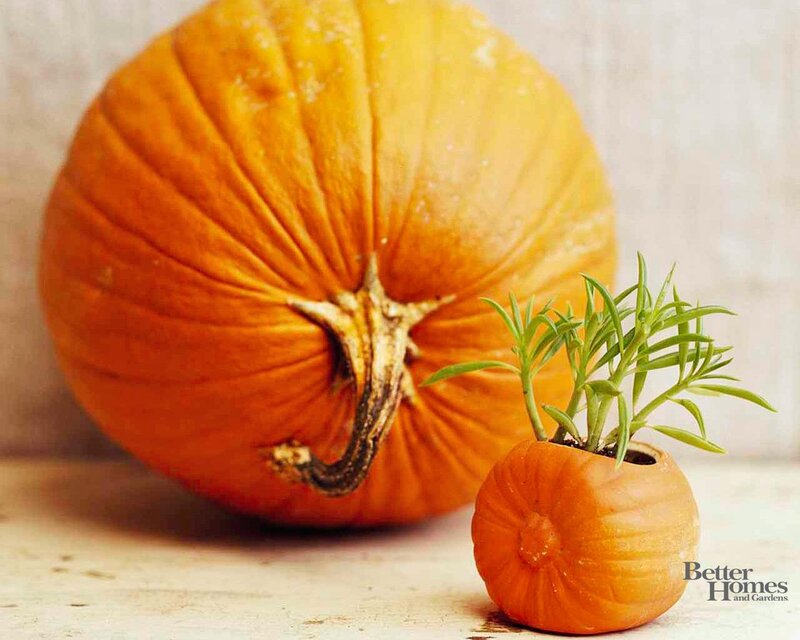Pumpkin and Plant