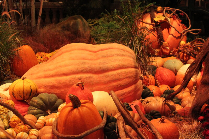 Pumpkin and Squash Display