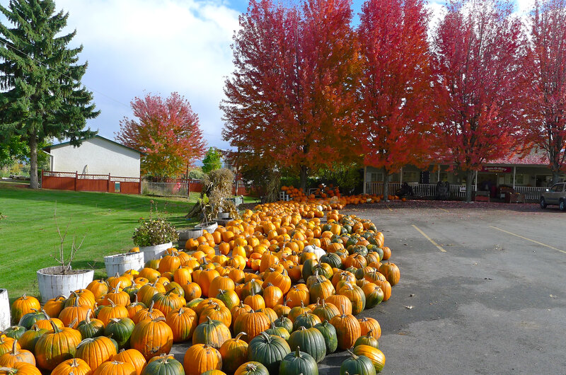Pumpkin Display at Farm — Orange, Autumnal