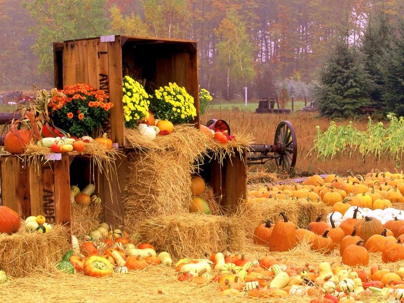Pumpkin Display at Farm — Orange