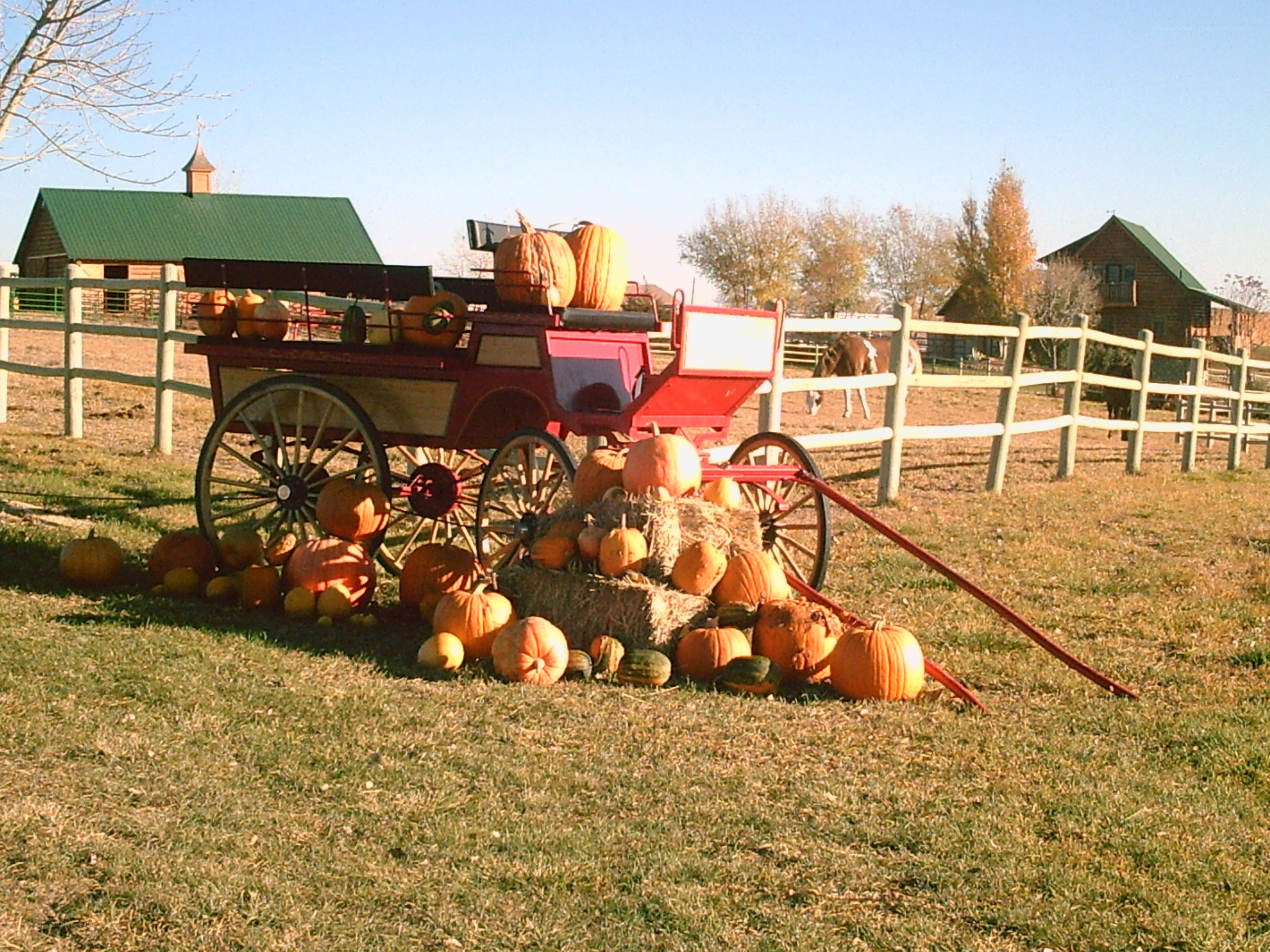 Pumpkin display at farm