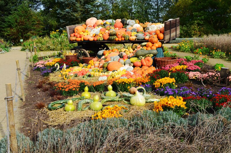 Pumpkin Display in Garden — Orange