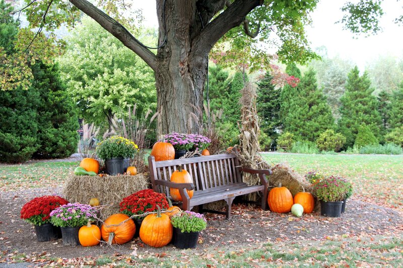Pumpkin Display under Tree