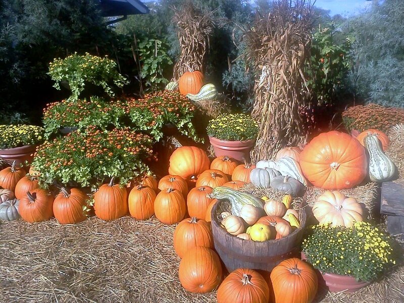 Pumpkin Display with Flowers