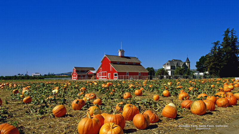 Pumpkin Farm with Barn