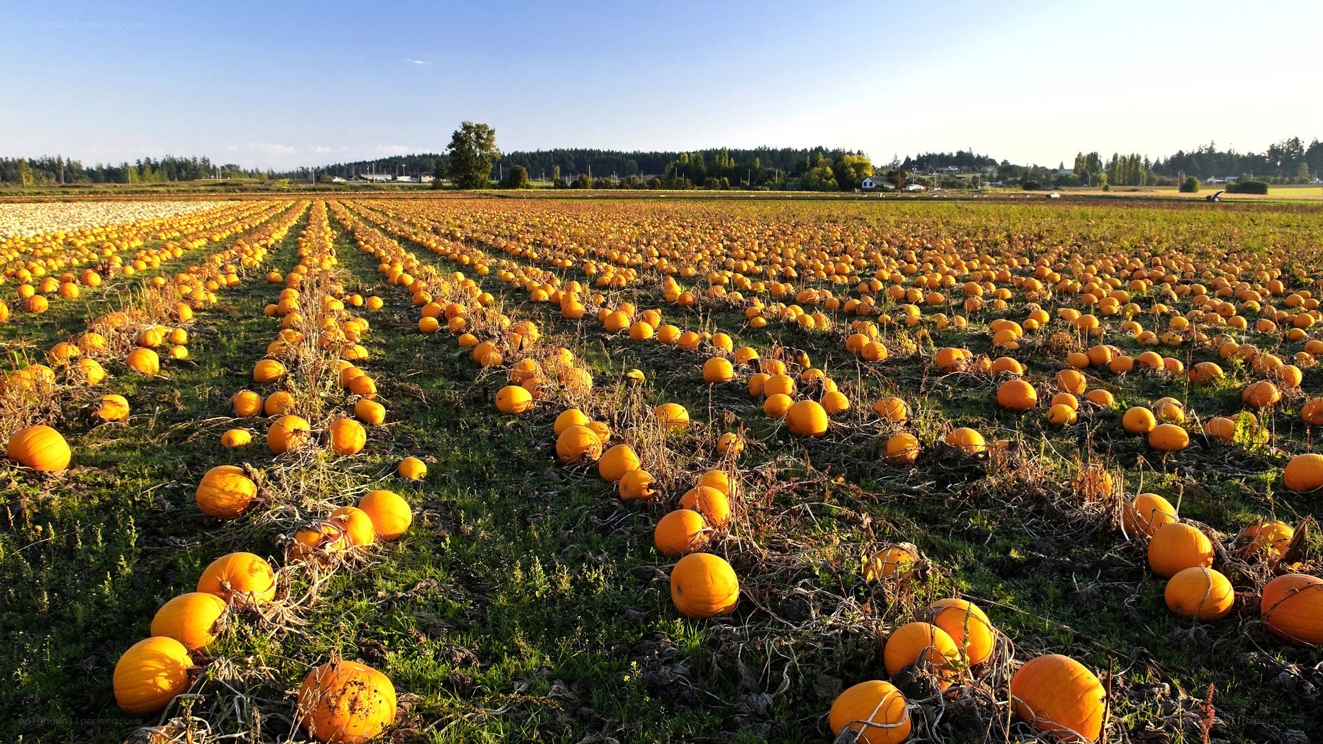 Pumpkin field at harvest time