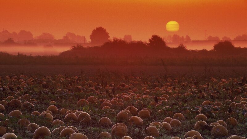 Pumpkin field at sunset