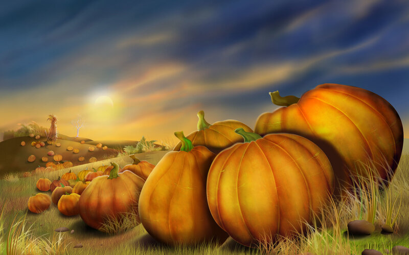 Pumpkin field at sunset