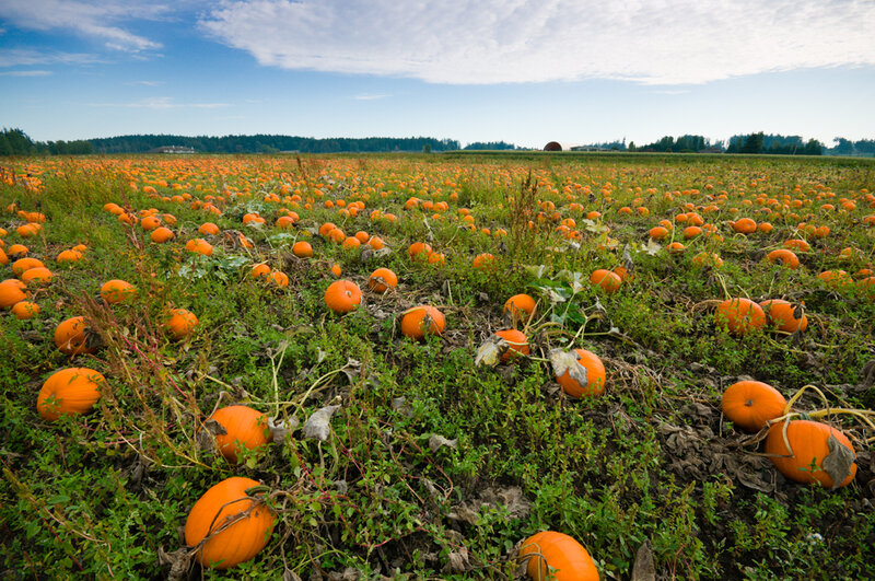 Pumpkin Field